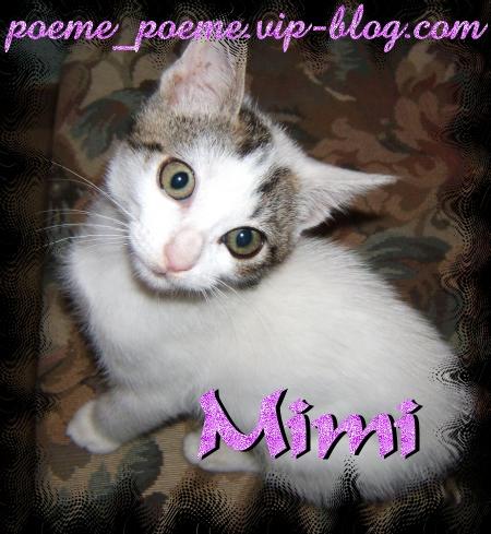 C mon chat Mimi , comment vous la trouver ? belle non